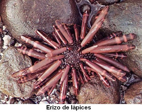 Erizo de lápices.jpg